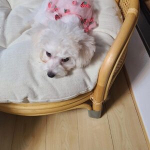 Rattan - Puff Pet Sofa 6 unknown 331167565 580523180655668 5938375248508688299 n